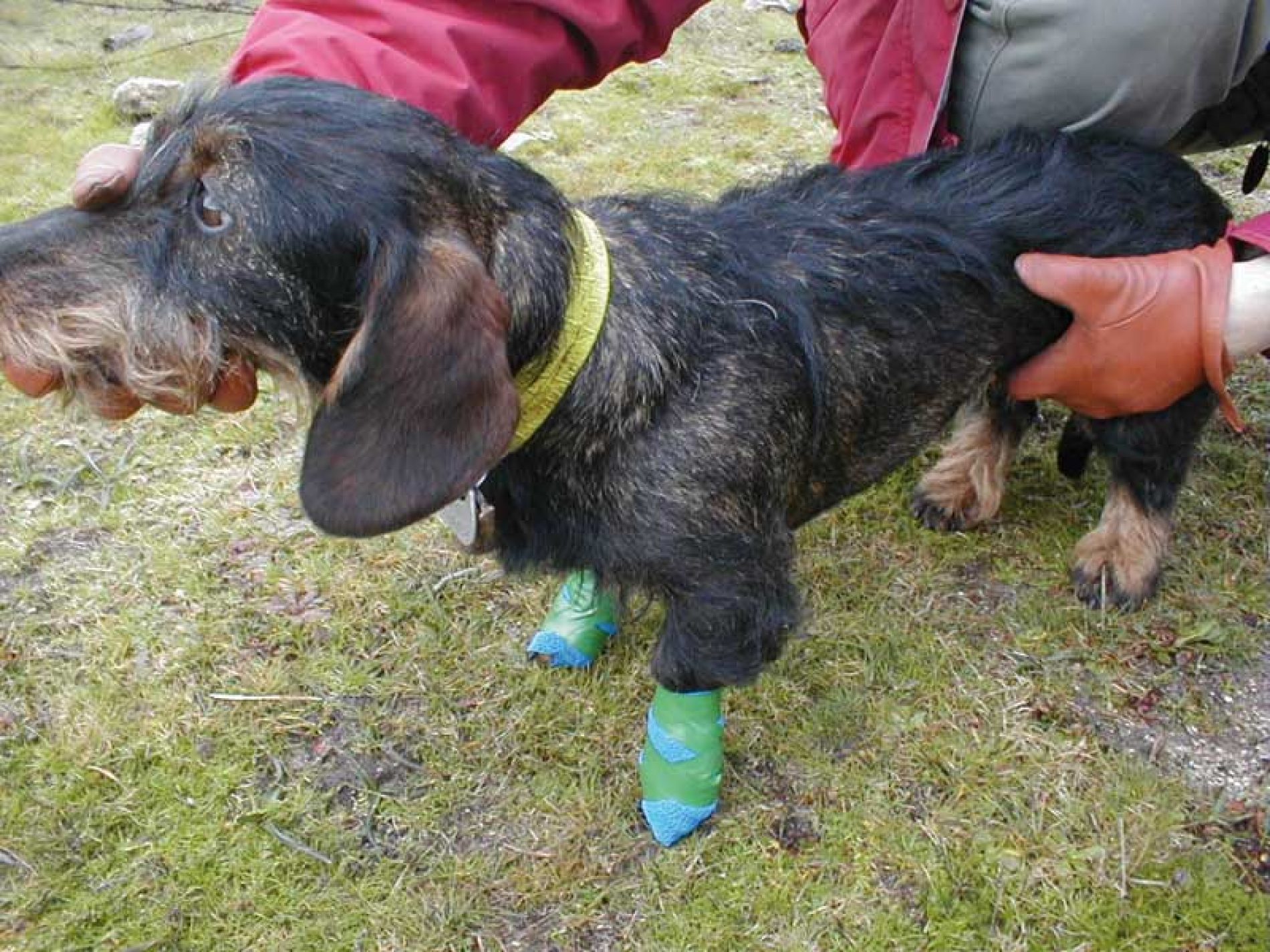 Las 4 lesiones más frecuentes en las de perros de caza | Trofeo caza