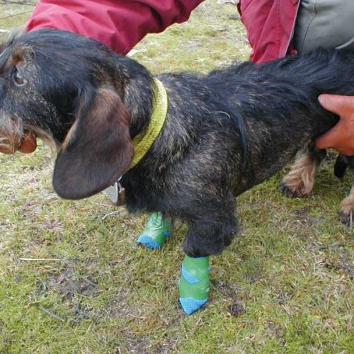 Las 4 lesiones más frecuentes en las almohadillas de los perros de caza