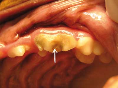 perros-de-caza-boca-fistula