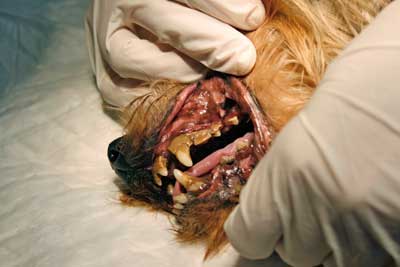perros-de-caza-boca-infeccion