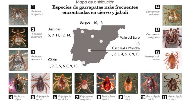 que clase de animal es una garrapata