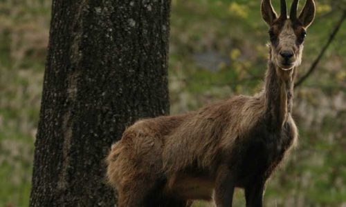 Cómo solventar las dificultades de la caza del sarrio en el bosque
