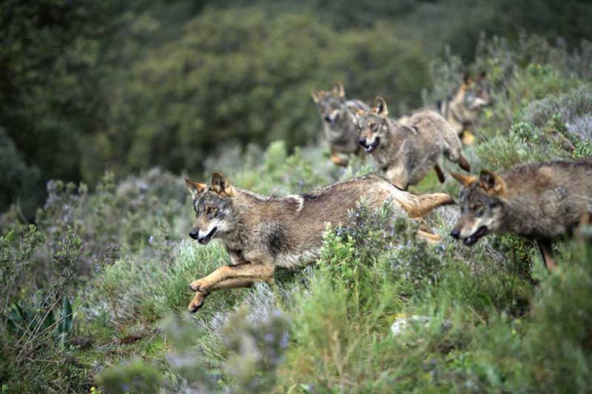 Estrategia Nacional de Conservación del Lobo ibérico