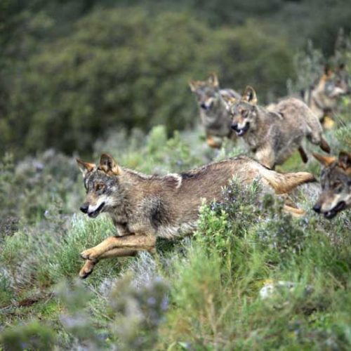 Estrategia Nacional de Conservación del Lobo ibérico