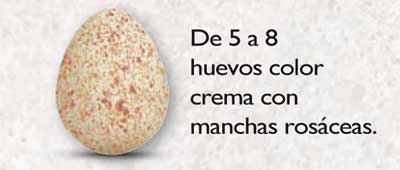 perdiz-gorginegra-huevos