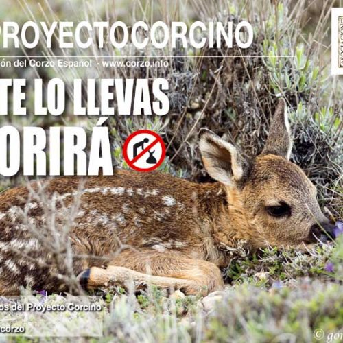 La asociación del corzo español presenta su campaña proyecto corcino 2018