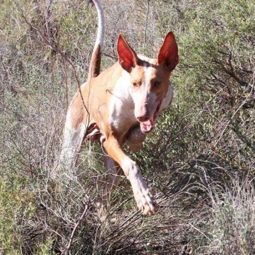 EL perro de caza será protagonista en FIVAC 2018