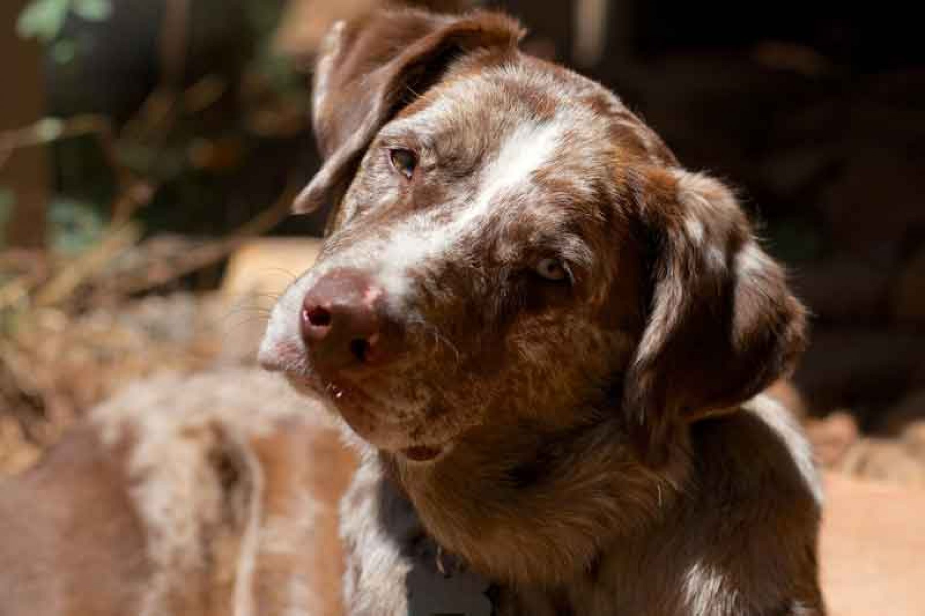 Ejercicios de estimulación para los primeros meses de un perro de caza
