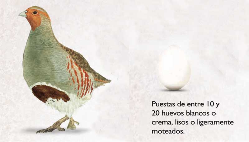 perdiz-pardilla-imagen