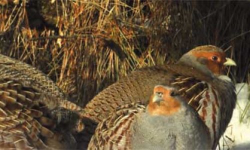 El fin de la caza de la perdiz pardilla en España