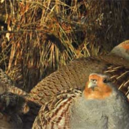 El fin de la caza de la perdiz pardilla en España