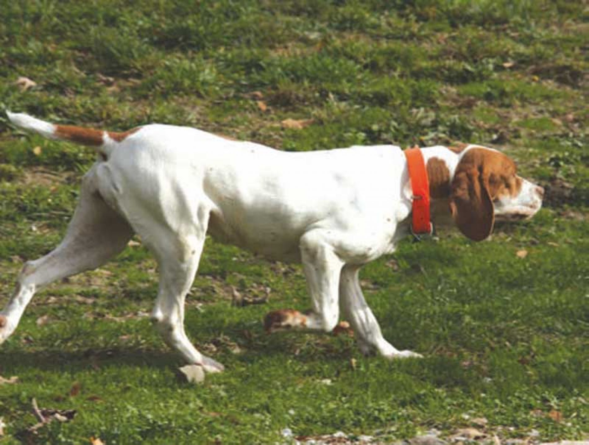 tipo de collar comprar para un perro de caza? | Trofeo caza