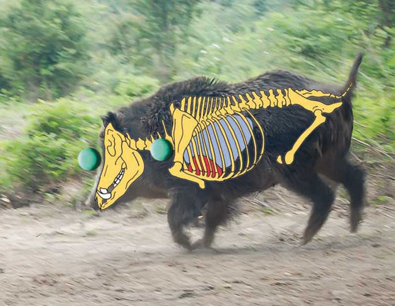 Disparo-perfecto-jabali-corriendo