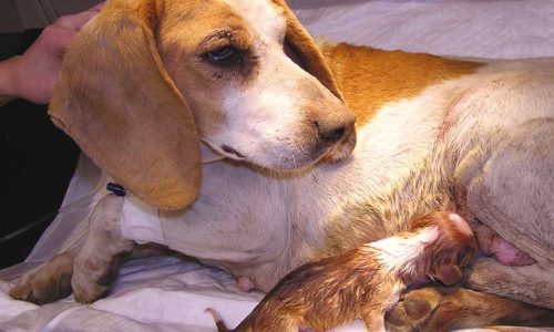 Enfermedades reproductivas en el perro de caza. La brucelosis