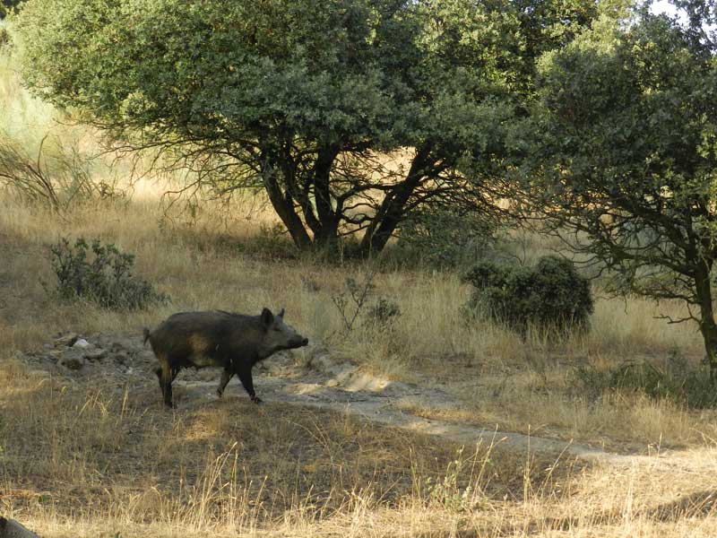 errores-esperas-jabali