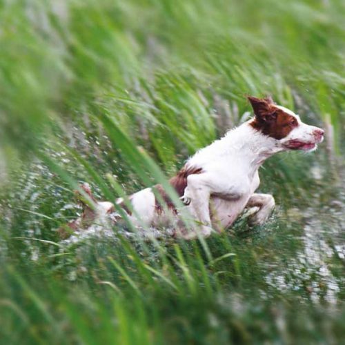 El Epagneul bretón, el perro de muestra más popular de Francia