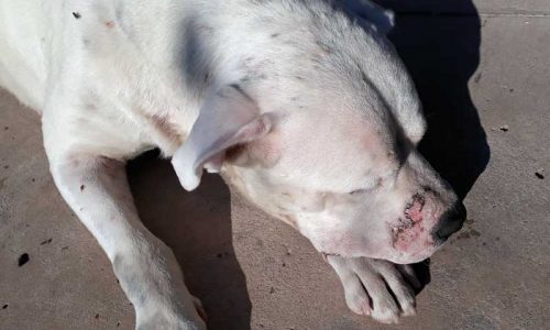 Los problemas de piel en los perros de caza