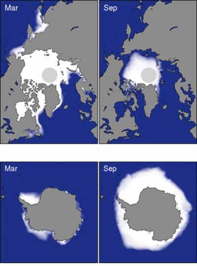 imagenes-satélite-oso-polar