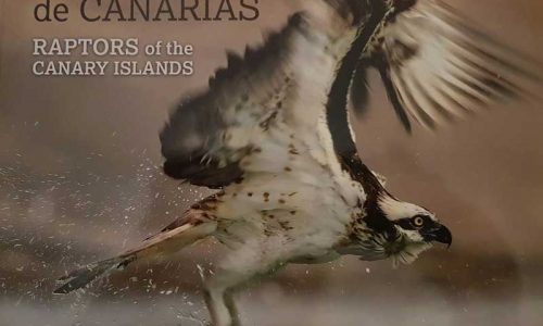 Un libro acusa a los cetreros canarios de expoliar nidos