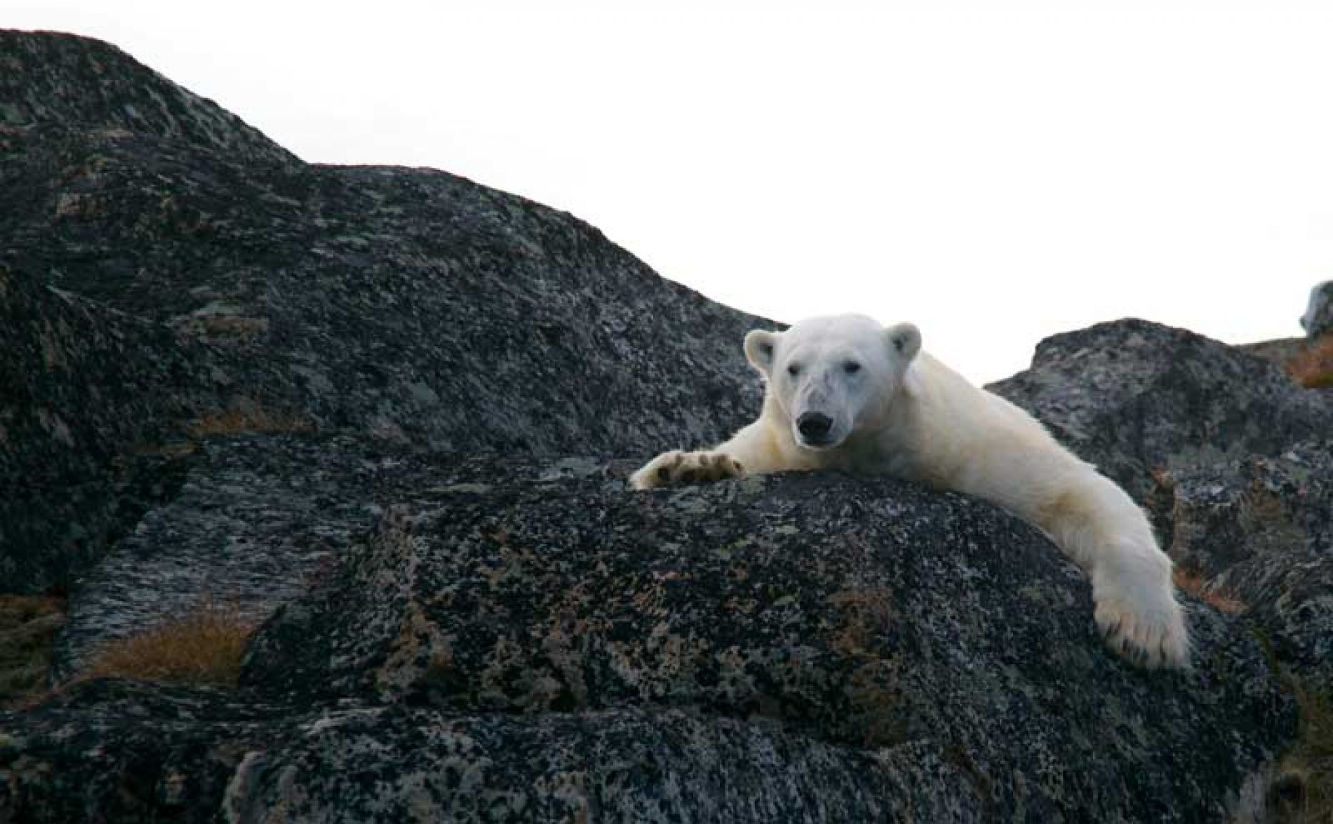 Proyecto Oso Polar Antártico, una vía para su conservación