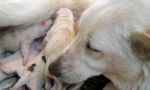 4 importantes datos sobre gestación de perros de caza que debes conocer