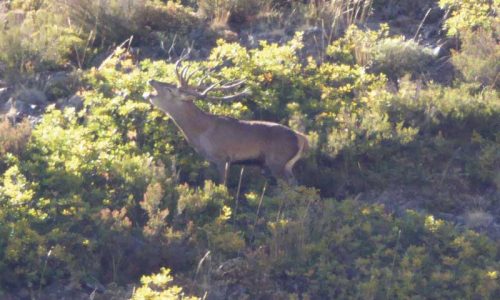 Berrea salvaje, la esencia de la caza del ciervo