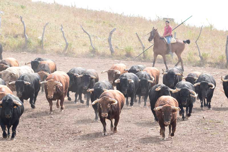 Paseo-Ortinologico-cadiz-toros