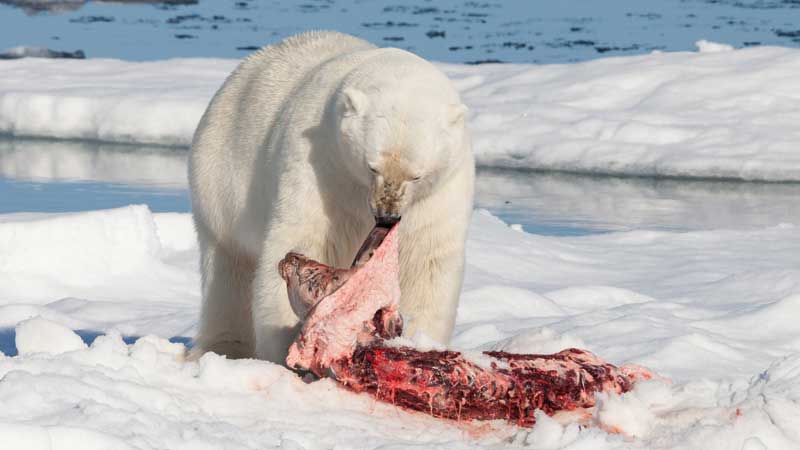oso-polar-carne