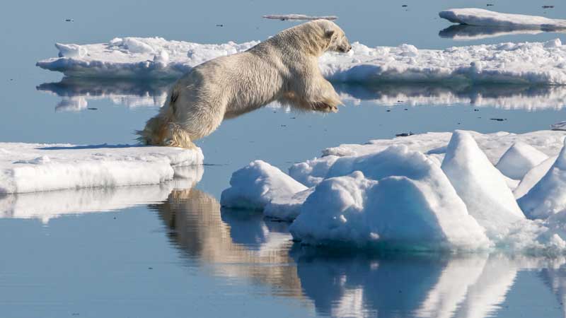 oso-polar-saltando