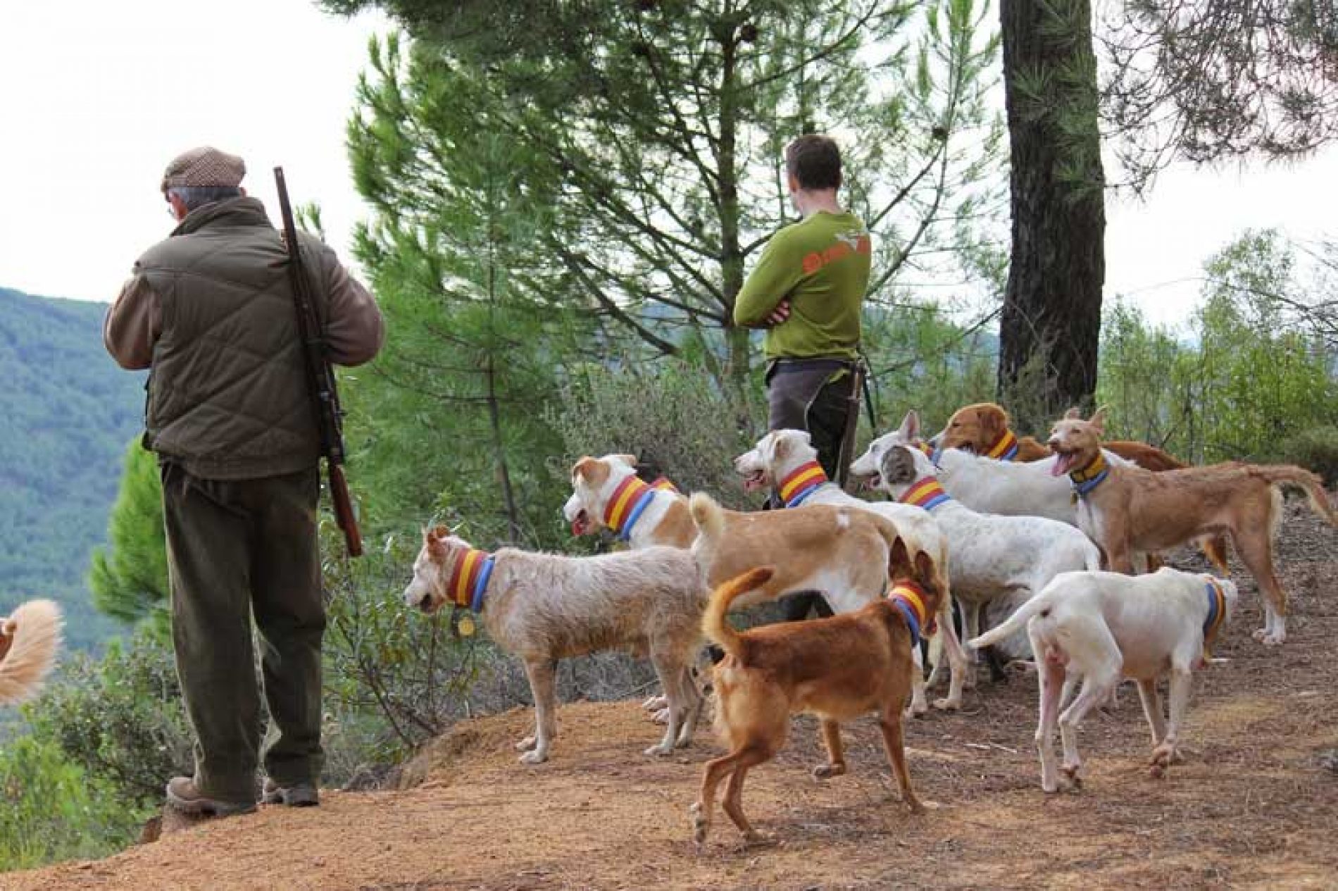 La Asociación Española de Rehalas se une a la decisión de no cazar en Soria