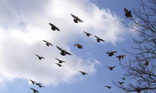 Cómo diferenciar las 3 especies de palomas de la península