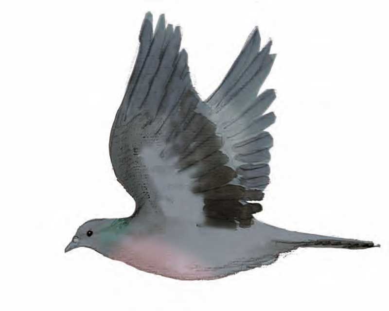 paloma-zurita