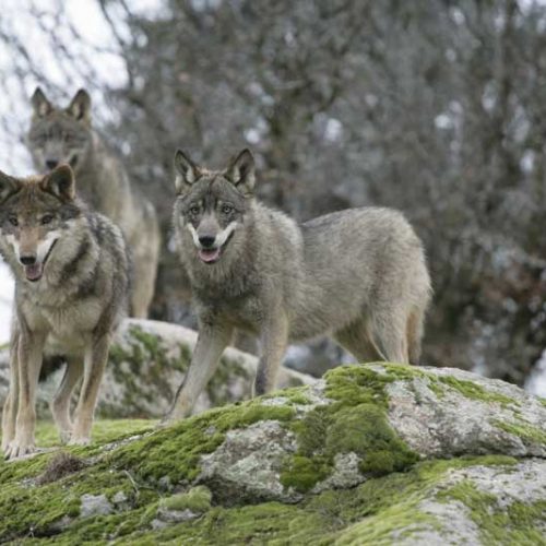El lobo, el bobo y otras especies en peligro de expansión
