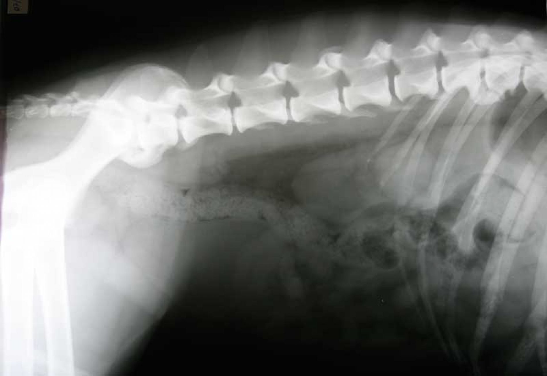 Problemas de espalda en los perros, diagnóstico, tratamiento y prevención
