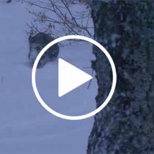 Vídeo Batidas de Jabalí bajo cero y con nieve