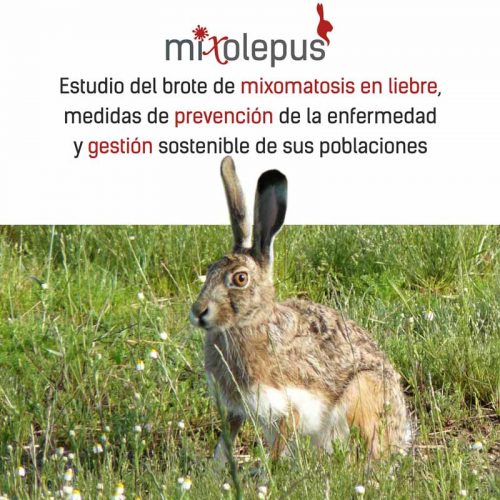 Nace ‘MIXOlepus, para conocer el impacto de la mixomatosis en la liebre y proponer soluciones