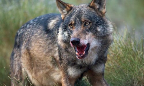Suecia reducirá la población de lobos a menos de 170 aunque esto suponga enfrentarse a la Unión Europea