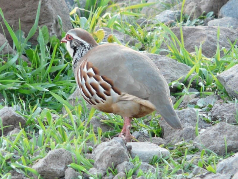 Perdiz ADECANA-min-min