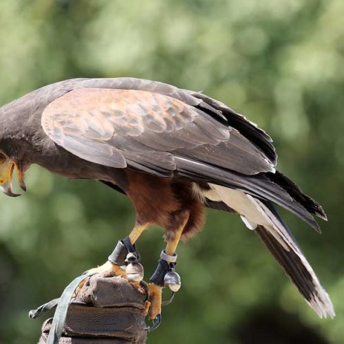 Jornada sobre control de fauna con aves de cetrería en zonas afectadas por leishmania