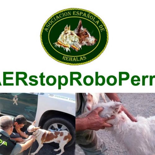 La Asociación Española de Rehalas lanza la campaña #AERstopRoboPerros