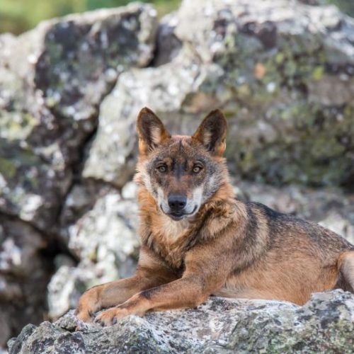 Artemisan se persona en los recursos judiciales interpuestos contra el Plan de Gestión del Lobo en Cantabria