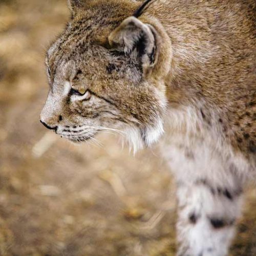 La RFEC exige a Ecologistas una rectificación inmediata por acusar a los cazadores de “matar linces”
