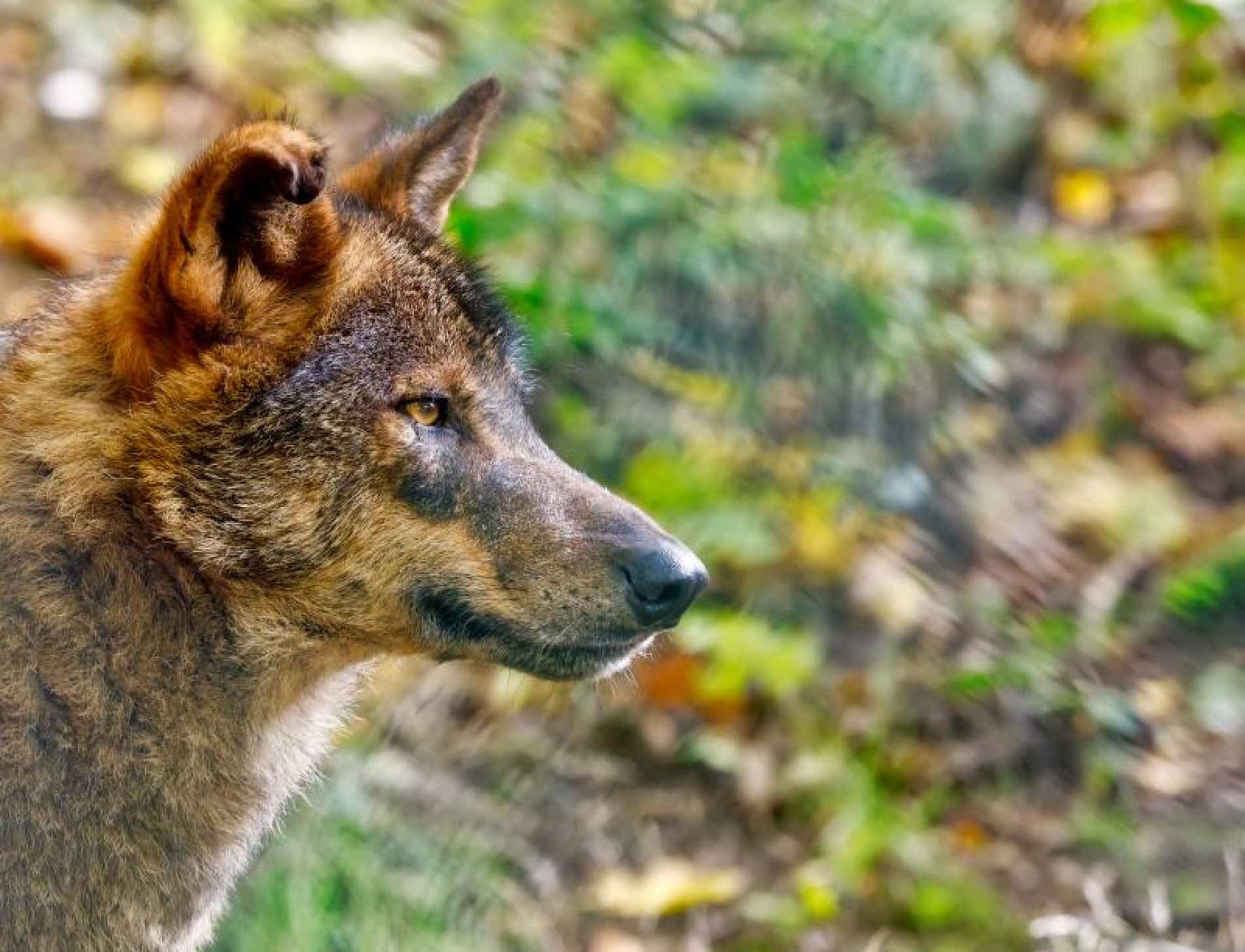 Una sentencia del Tribunal de Justicia de la UE abre la puerta al control cinegético de poblaciones de lobo al sur del Duero