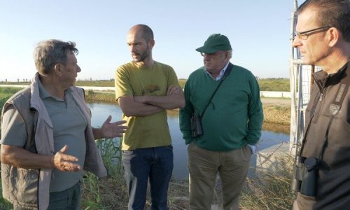 Cazadores, Federación Catalana de Caza, Artemisan y Generalitat colaborarán en el censo de aves acuáticas cinegéticas del Delta del Ebro
