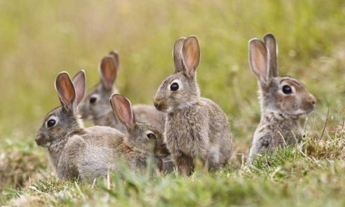 Fundación Artemisan apuesta por una gestión del conejo adaptada a la realidad de cada zona