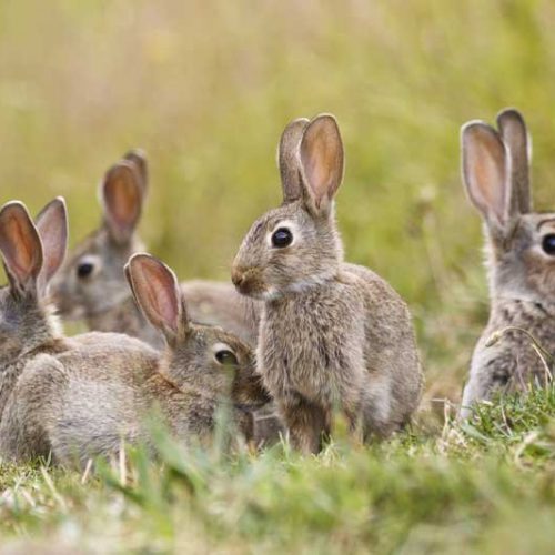Fundación Artemisan apuesta por una gestión del conejo adaptada a la realidad de cada zona