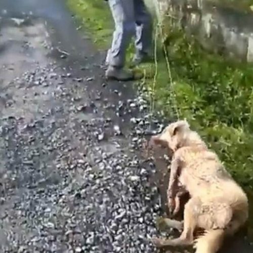 La RFEC presenta una querella por maltrato animal contra el individuo que ha agredido a un perro en Lugo