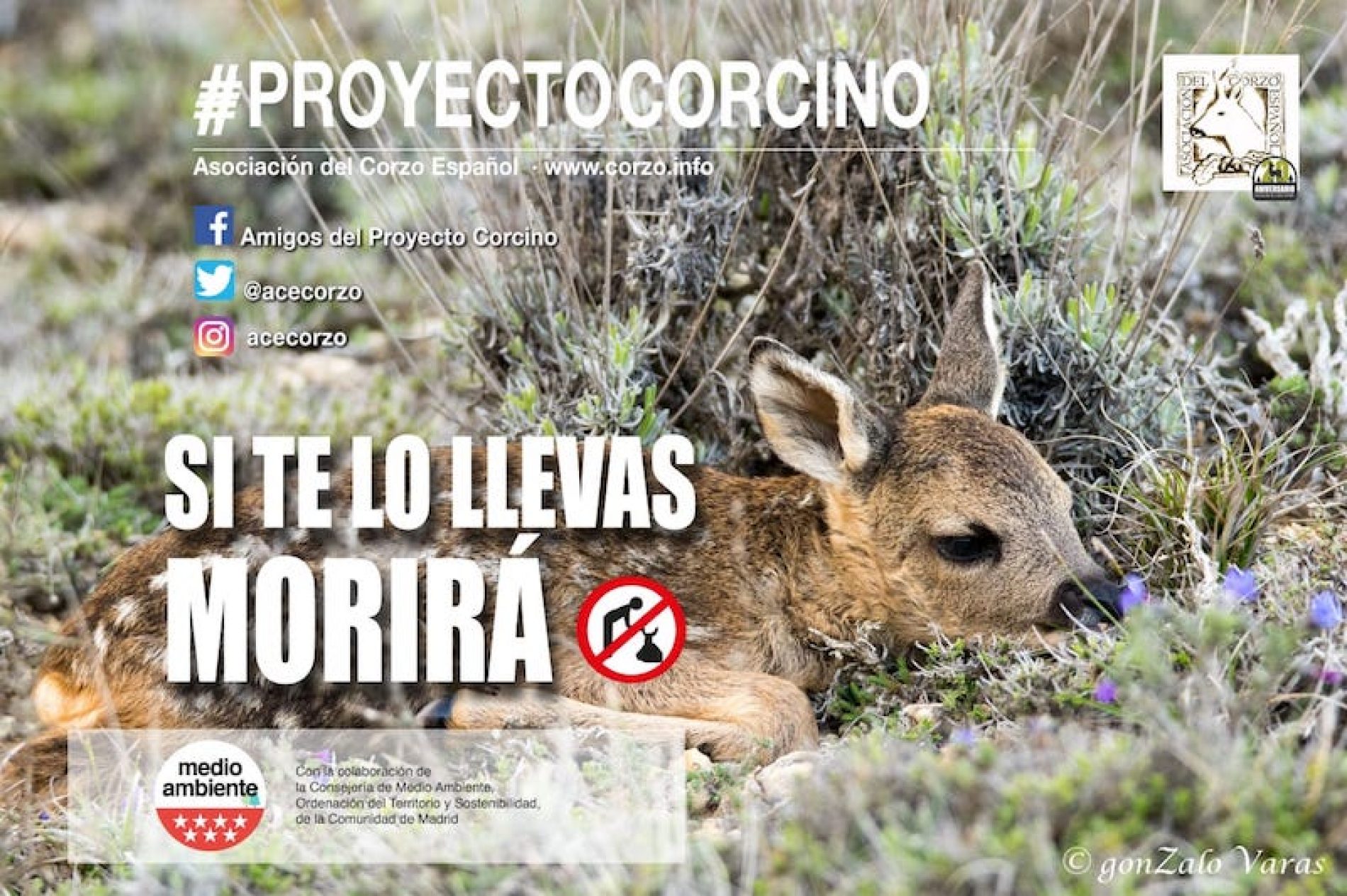 La Asociación del Corzo Español pone en marcha la XXII campaña “proyecto corcino”.