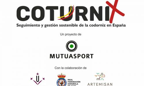 Nace ‘Coturnix’, un proyecto de ciencia ciudadana aplicada a la conservación de la codorniz