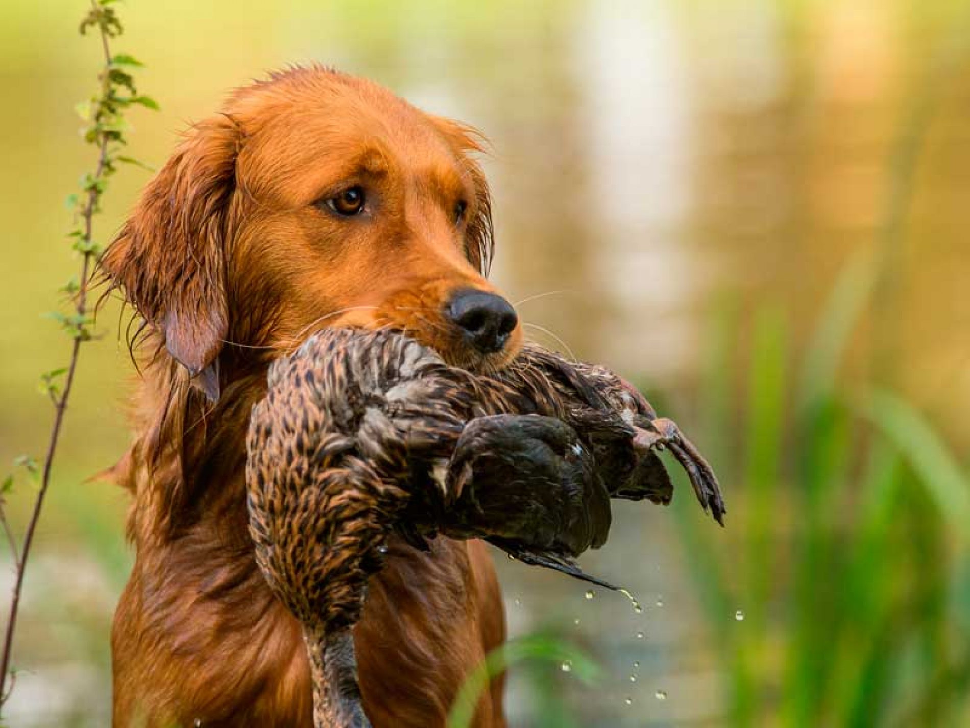 Movilidad de cazadores para asistir a sus perros y practicar el deporte de la caza